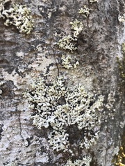 Menegazzia