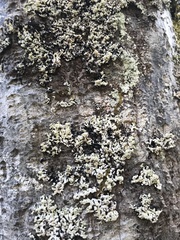 Menegazzia