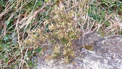 Leptecophylla juniperina