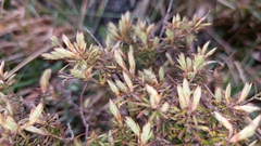 Leptecophylla juniperina