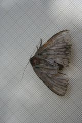 Mormo maura