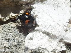 Harmonia axyridis
