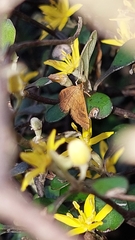 Mnesictena flavidalis