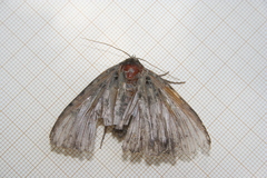 Mormo maura