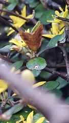 Mnesictena flavidalis