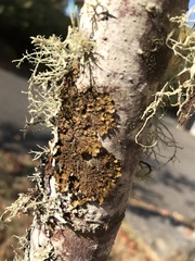 Melanelixia subaurifera