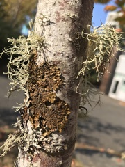 Melanelixia subaurifera