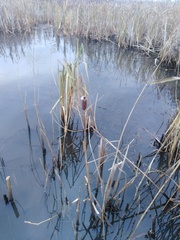 Typha latifolia