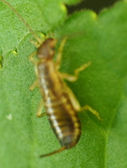 Forficula auricularia