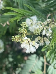 Acaciella angustissima