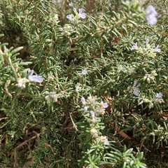 Salvia rosmarinus