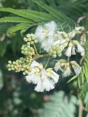 Acaciella angustissima