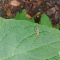 Amphineurus