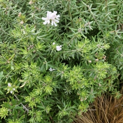 Salvia rosmarinus