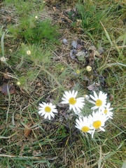 Tripleurospermum inodorum