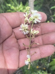 Acaciella angustissima