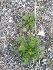 Tripleurospermum inodorum