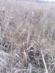 Phragmites australis