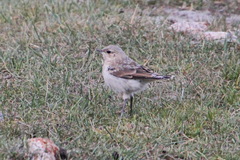 Oenanthe isabellina