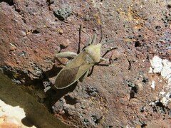 Anoplocnemis