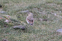 Oenanthe isabellina