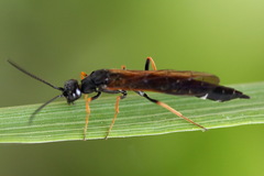 Phylloecus niger
