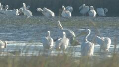 Larus argentatus