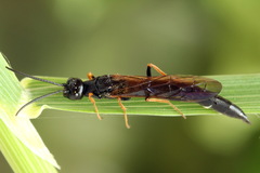 Phylloecus niger