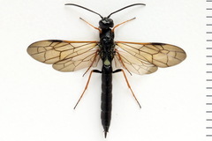 Phylloecus niger