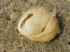 Sigapatella novaezelandiae