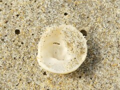 Sigapatella novaezelandiae