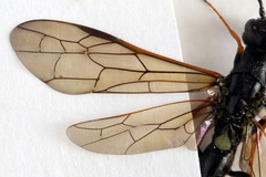 Phylloecus niger