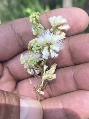 Acaciella angustissima