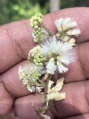 Acaciella angustissima