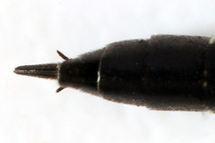 Phylloecus niger
