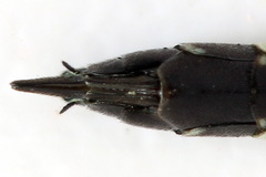 Phylloecus niger
