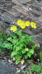 Papaver cambricum