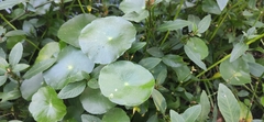 Hydrocotyle verticillata
