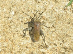 Anoplocnemis