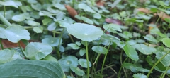 Hydrocotyle verticillata