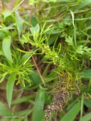Artemisia capillaris