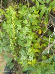 Artemisia capillaris