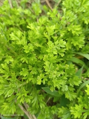 Artemisia capillaris