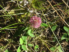 Trifolium pratense