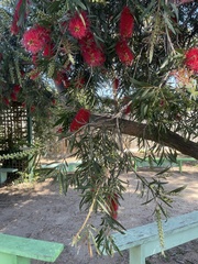 Melaleuca viminalis