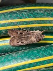 Agrotis infusa