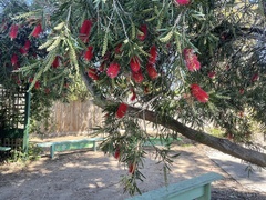 Melaleuca viminalis