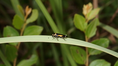 Hemithyrsocera vittata