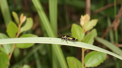 Hemithyrsocera vittata