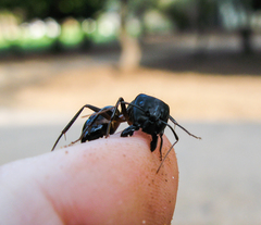 Camponotus fellah